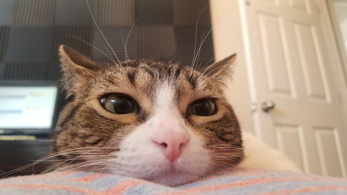 ellie